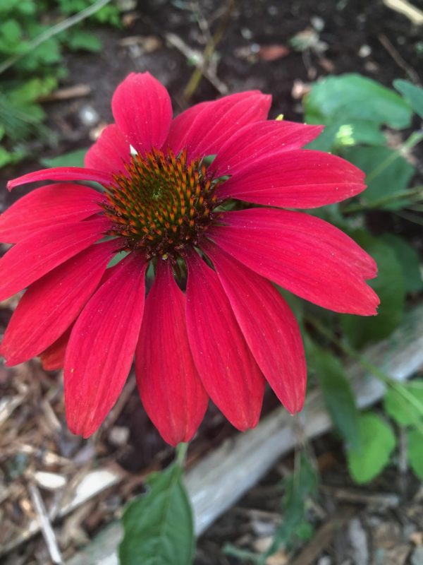 Echinacea tincture